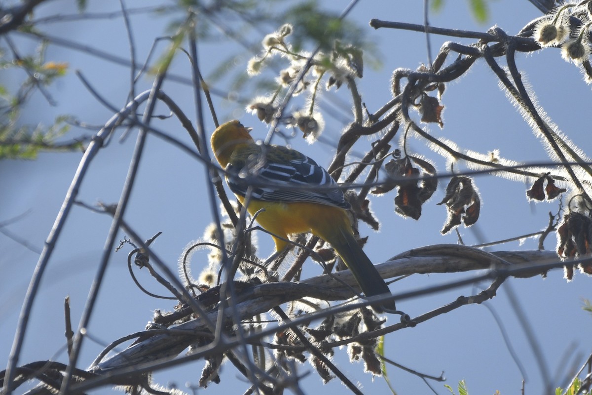 Streak-backed Oriole - ML646619776