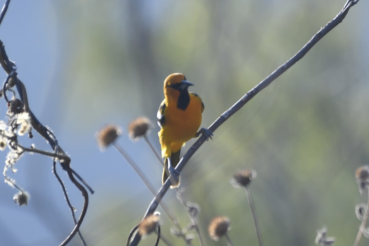 Streak-backed Oriole - ML646619778