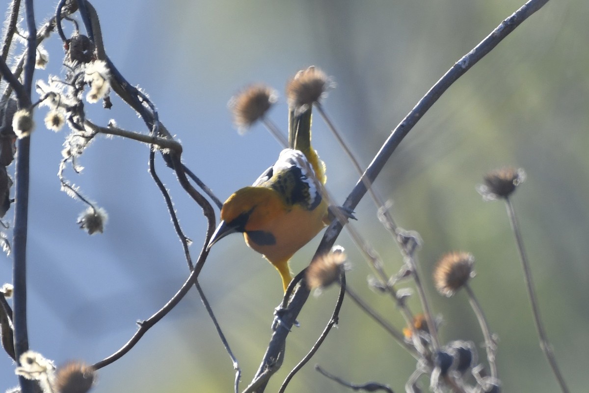 Streak-backed Oriole - ML646619779
