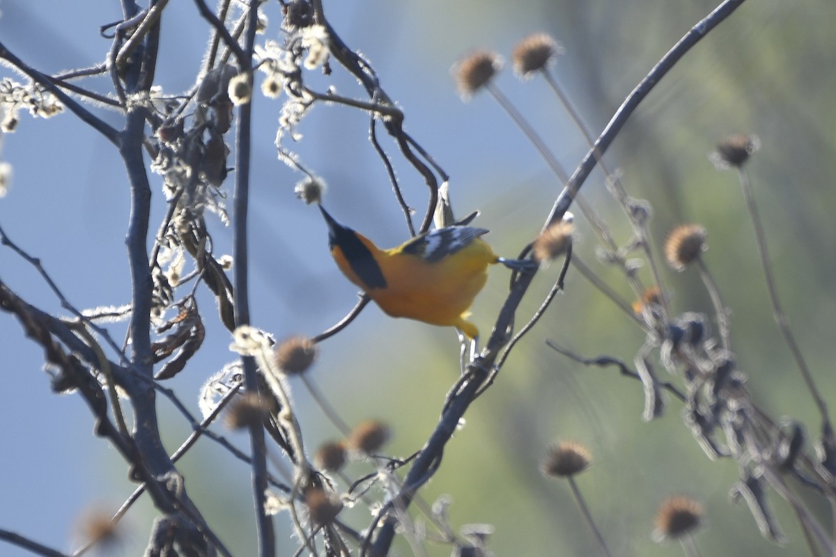 Streak-backed Oriole - ML646619780