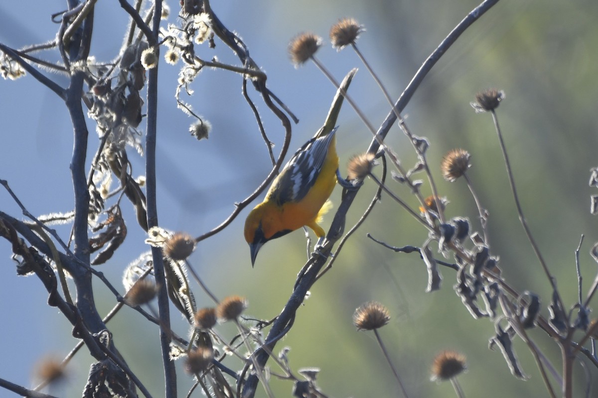 Streak-backed Oriole - ML646619781