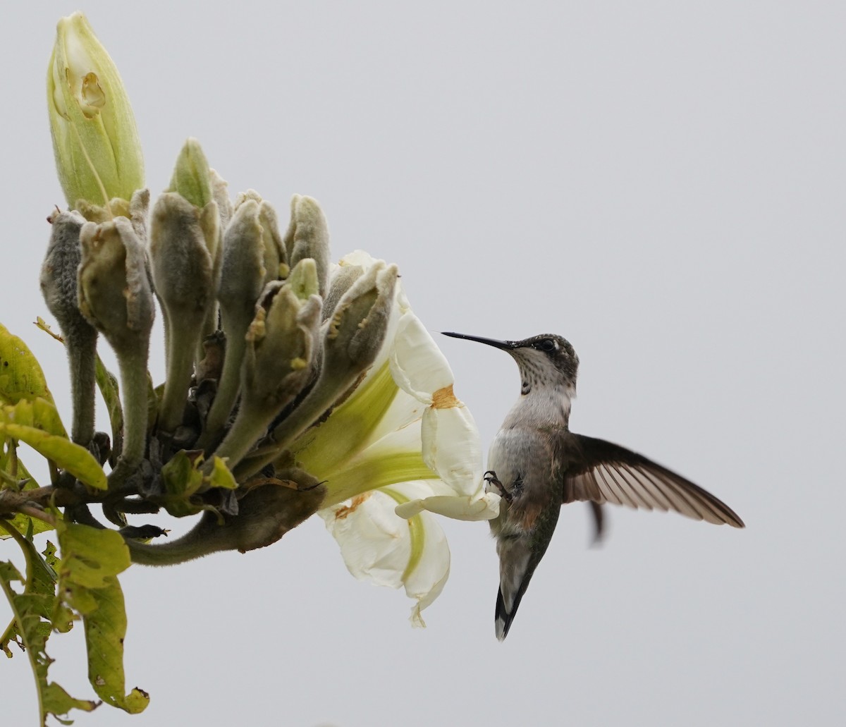 Ruby-throated Hummingbird - ML646619782