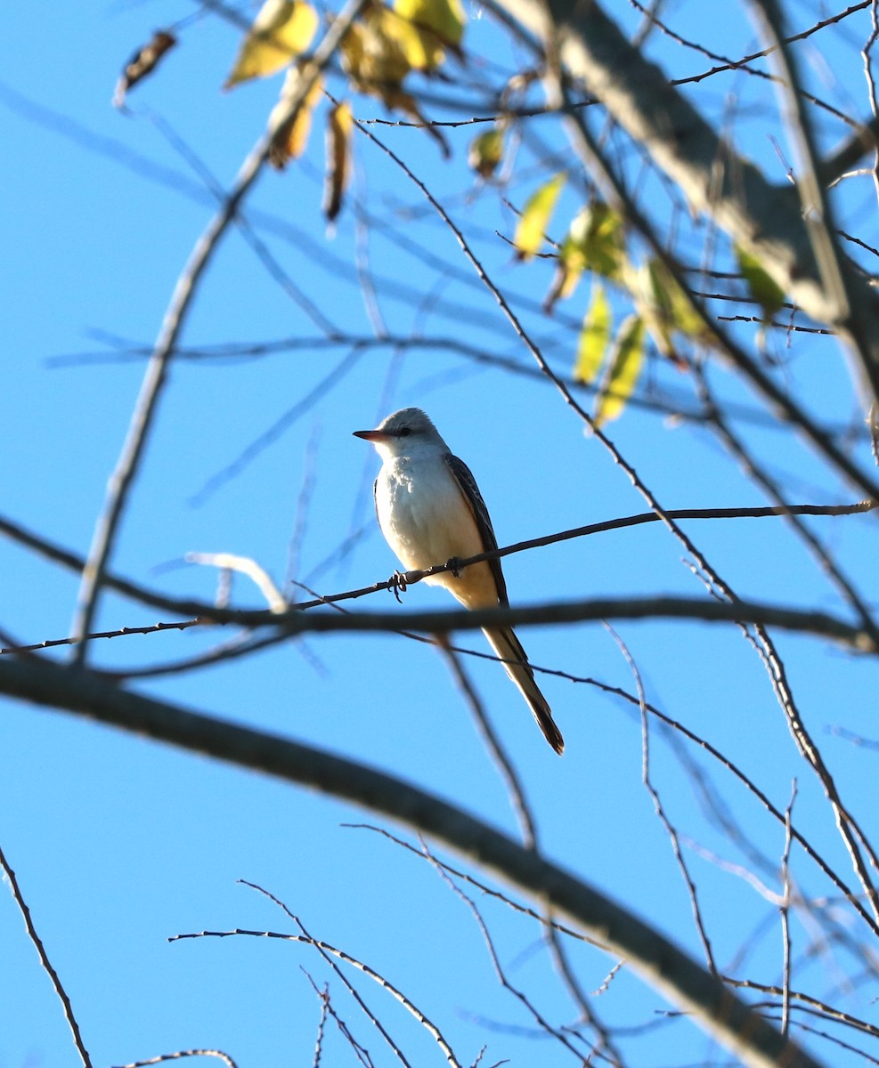 Scissor-tailed Flycatcher - ML646619783