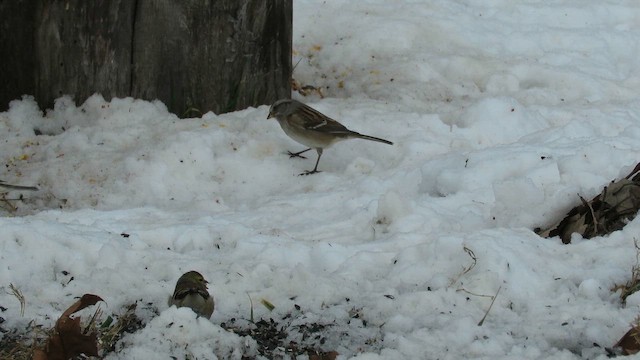 Пасовник північний - ML646619785
