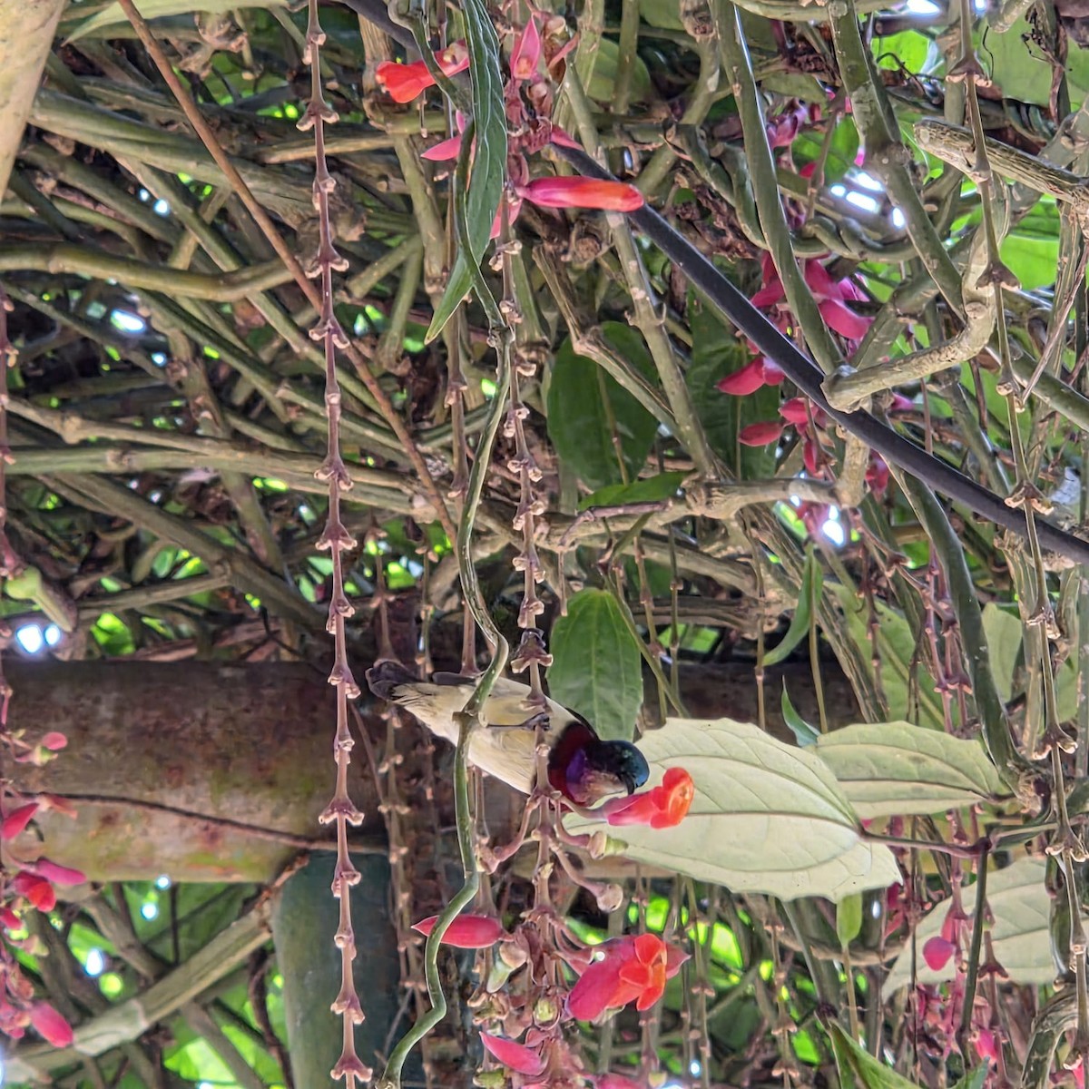Crimson-backed Sunbird - ML646619791