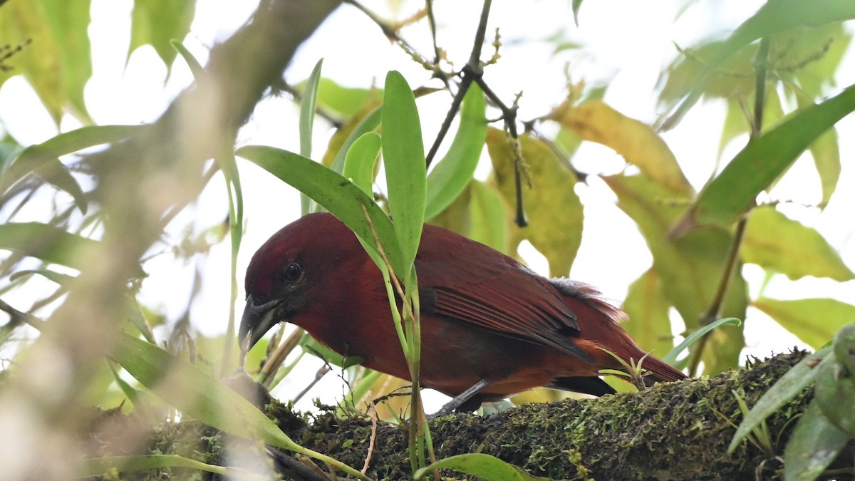 Hepatic Tanager - ML646619792