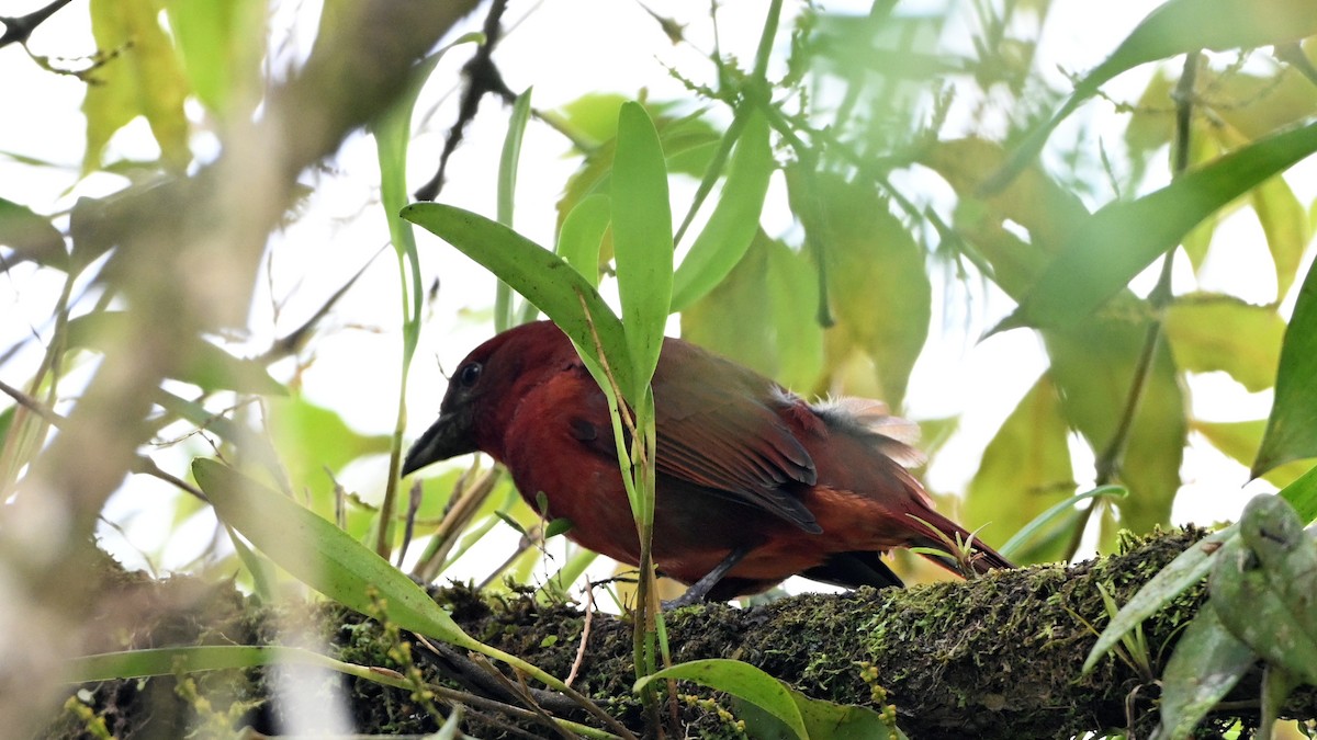 Hepatic Tanager - ML646619793