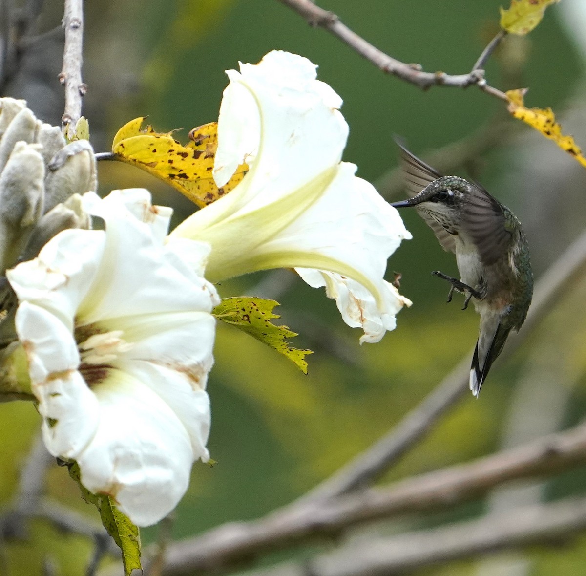 Ruby-throated Hummingbird - ML646619796
