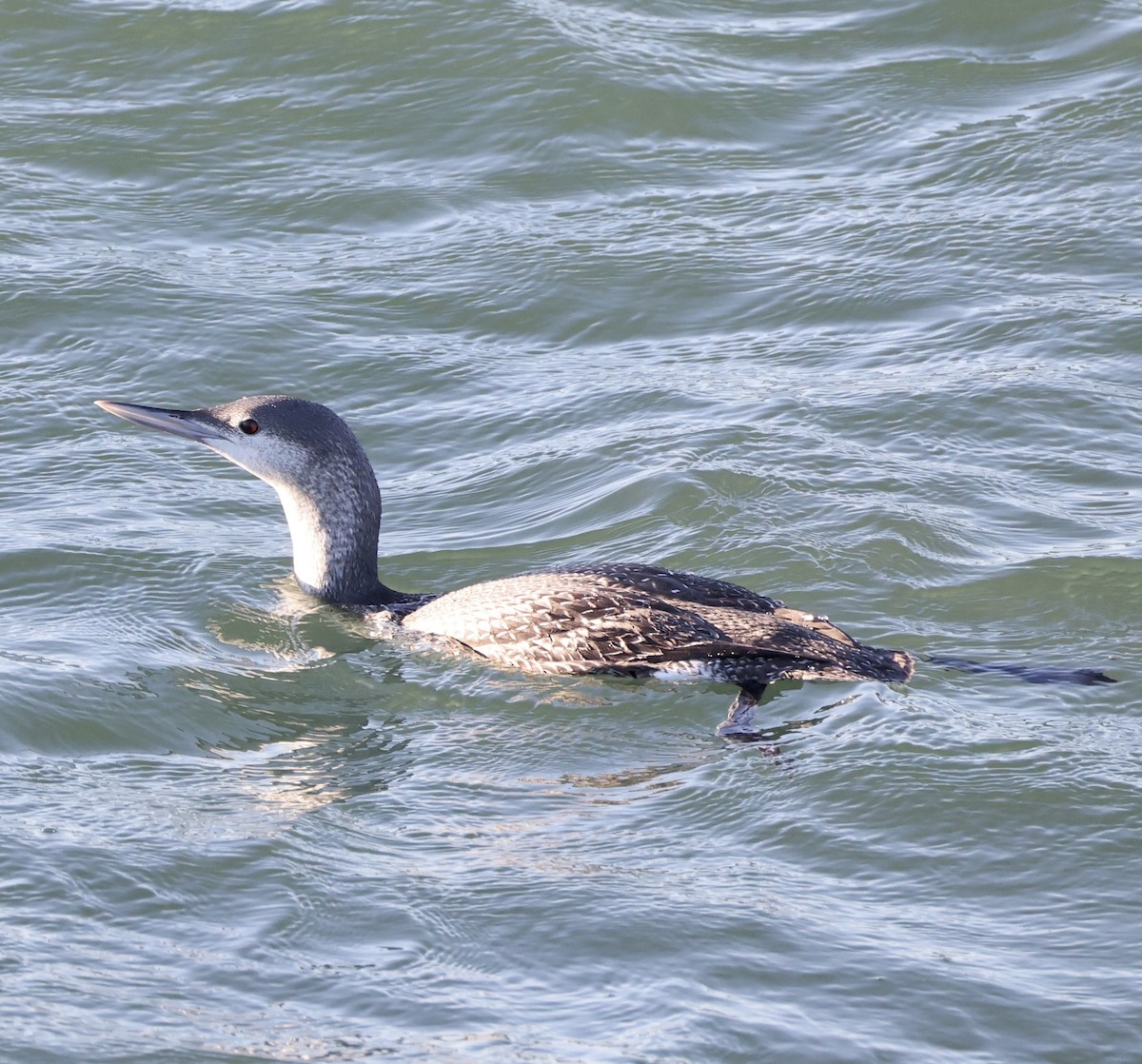 Red-throated Loon - ML646619797