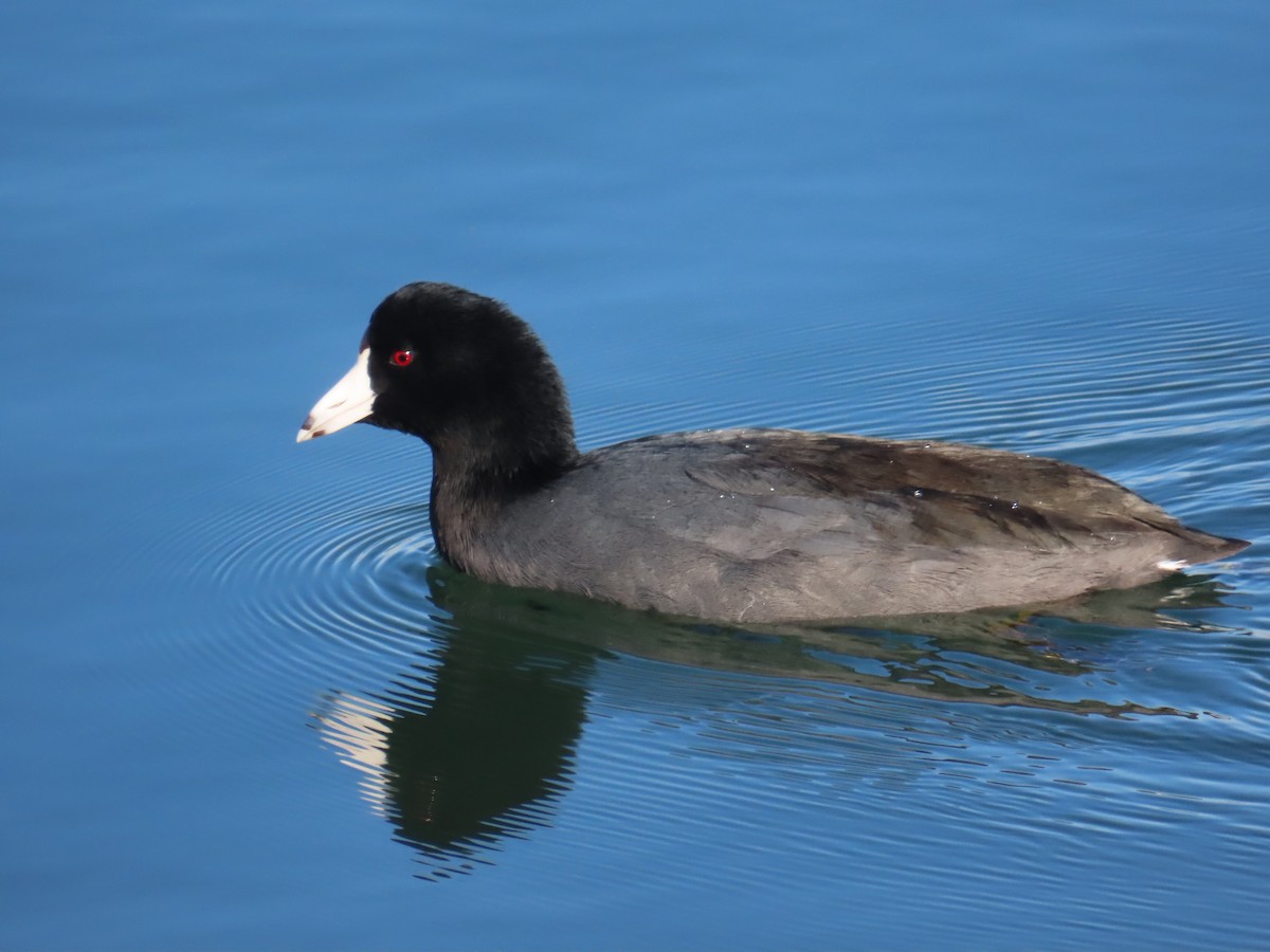 Kopetazuri amerikarra - ML646619799