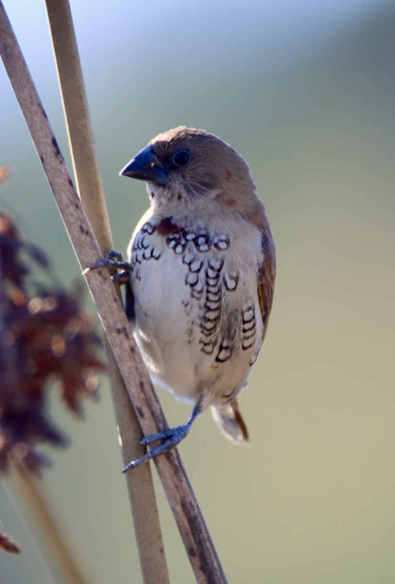 Capuchino Punteado - ML646619801