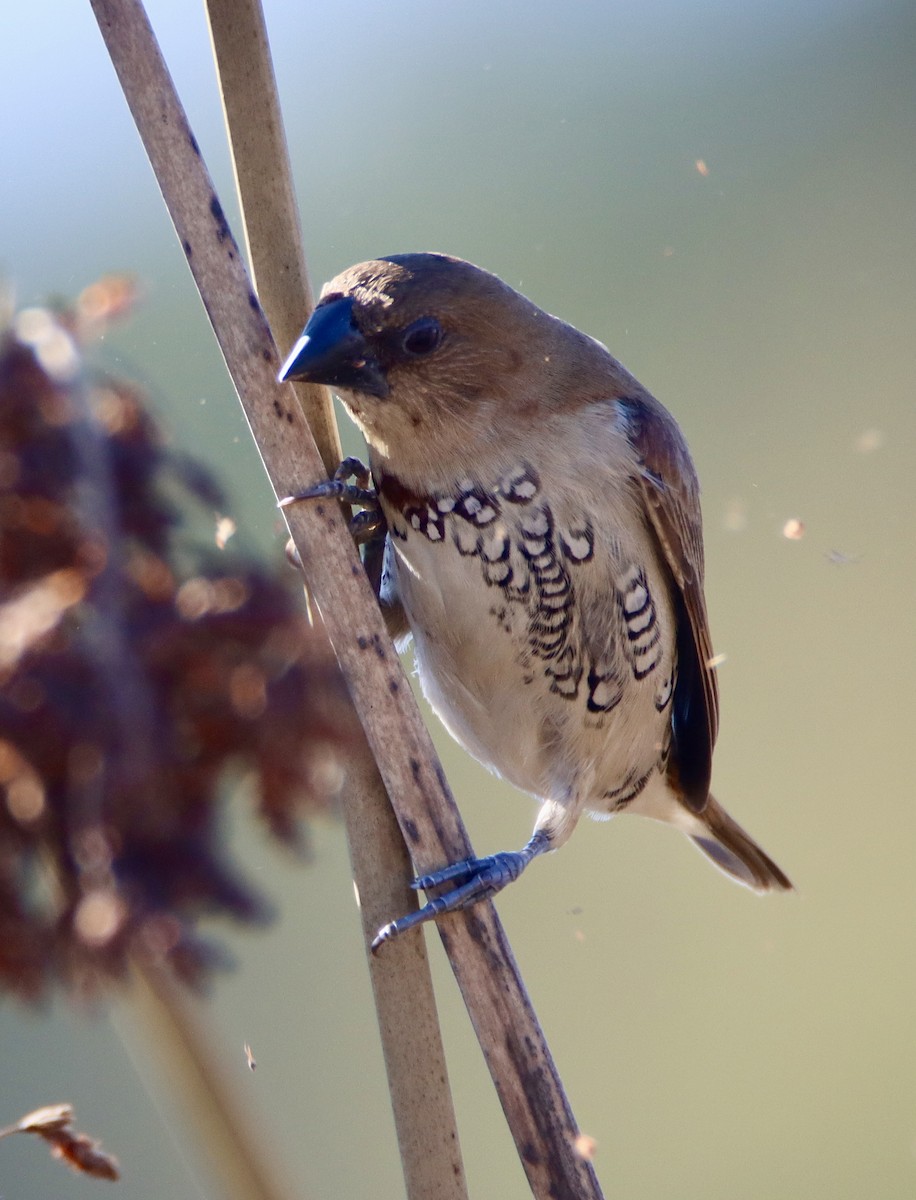 Capuchino Punteado - ML646619802