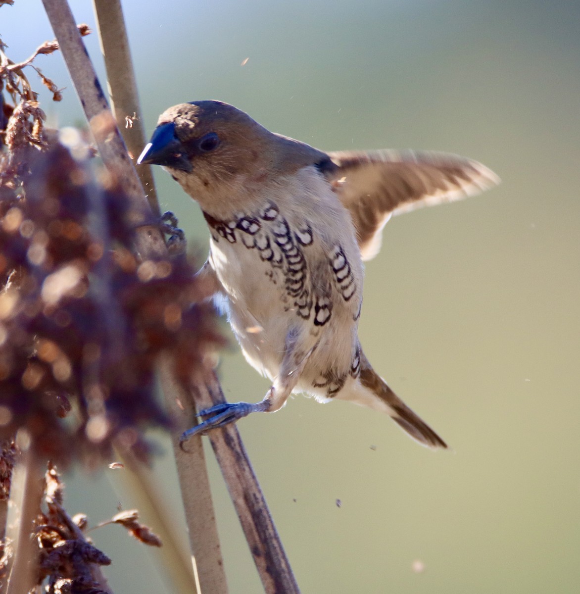 Capuchino Punteado - ML646619803