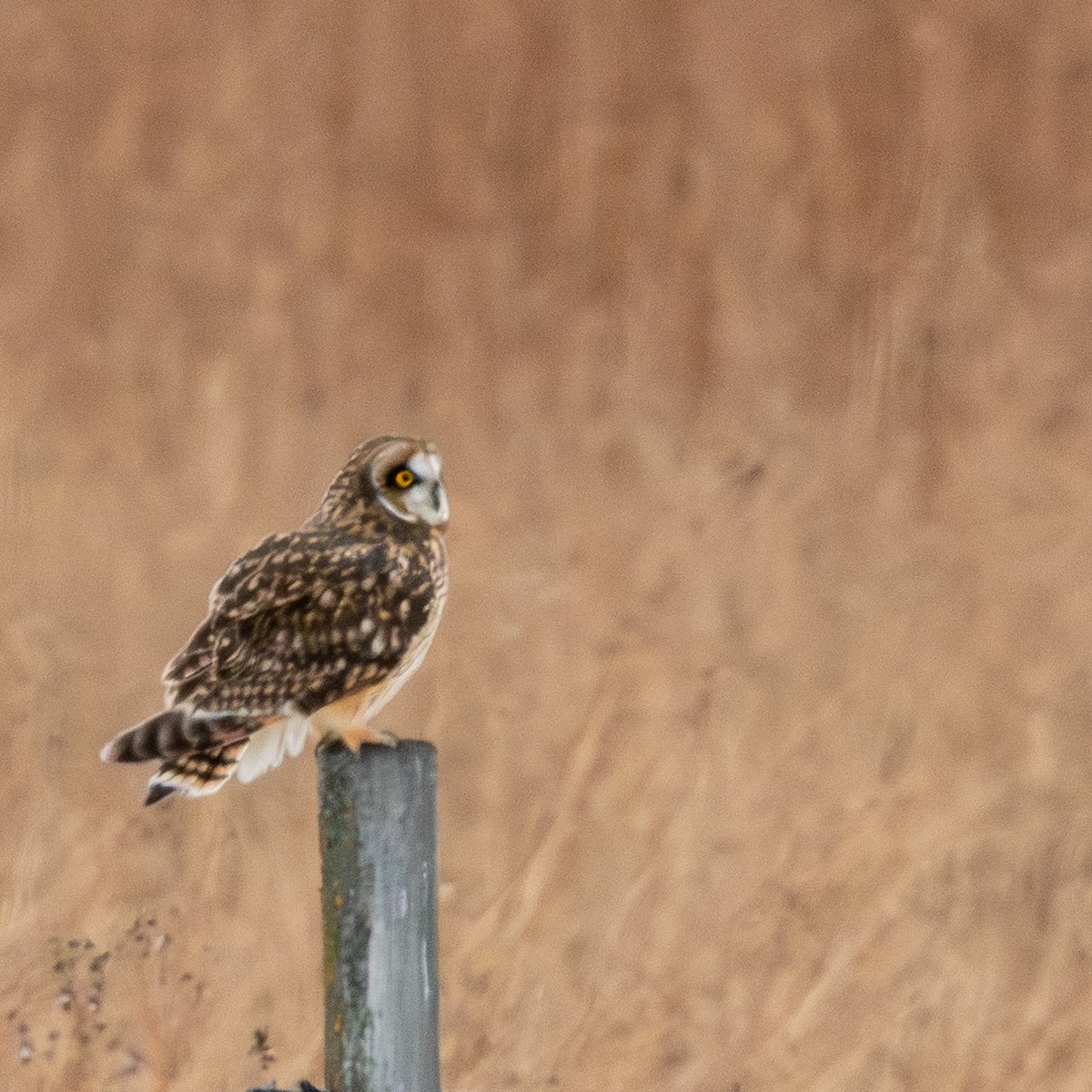 Zingira-hontza - ML646619804