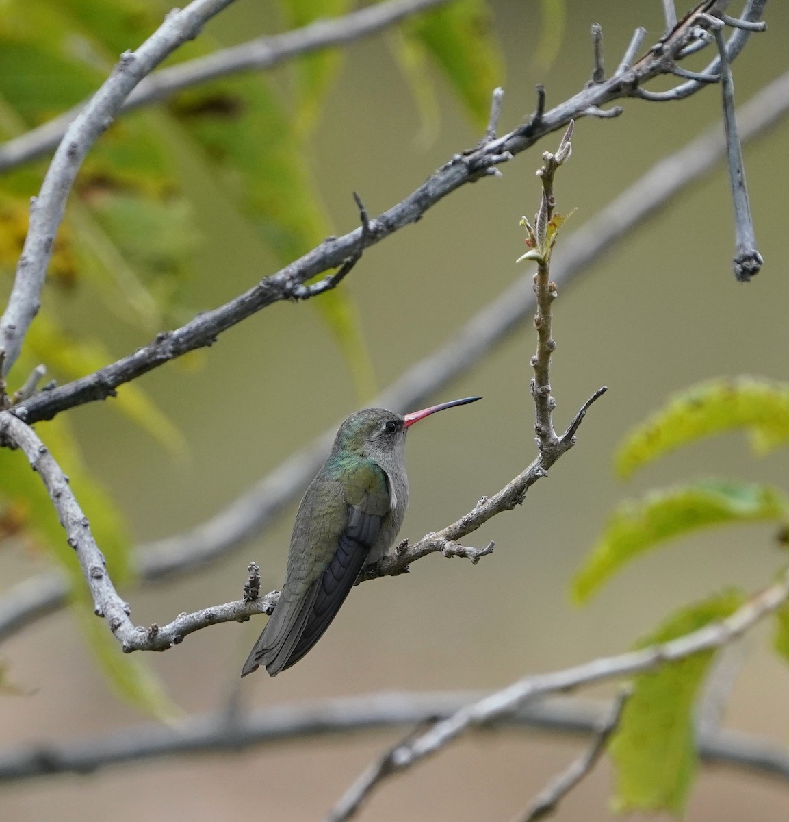 Dusky Hummingbird - ML646619805
