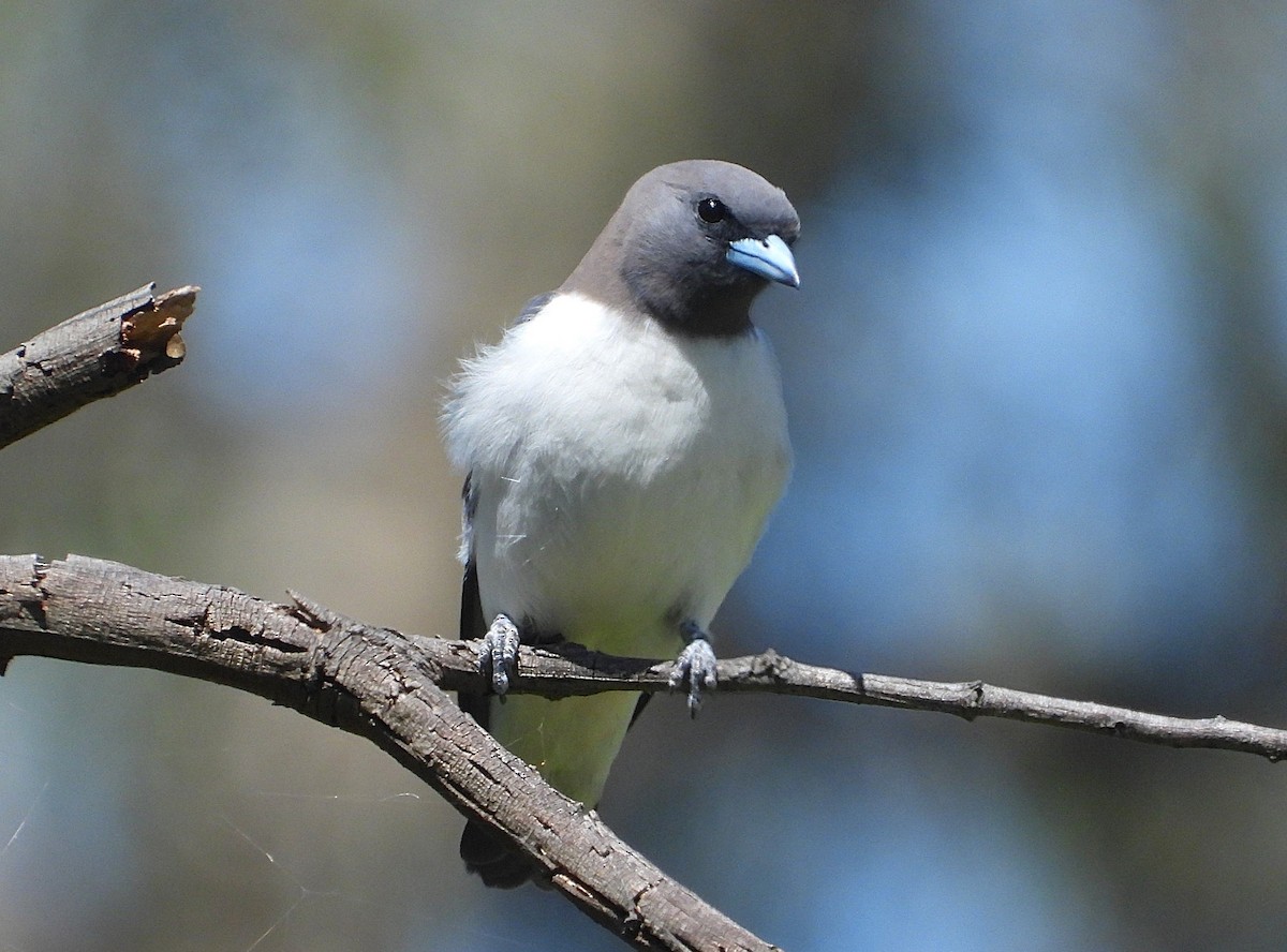 White-breasted Woodswallow - ML646619807