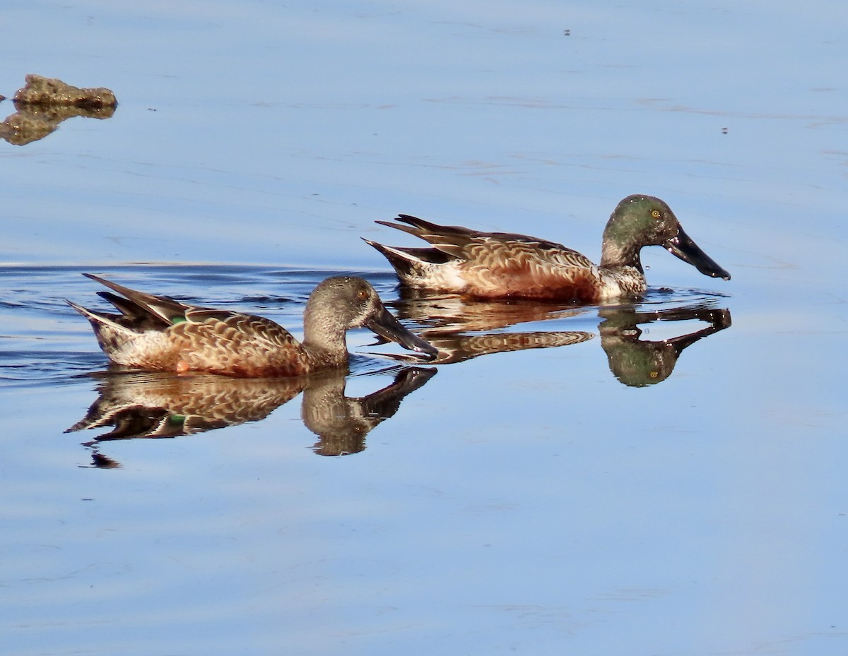 Northern Shoveler - ML646619809
