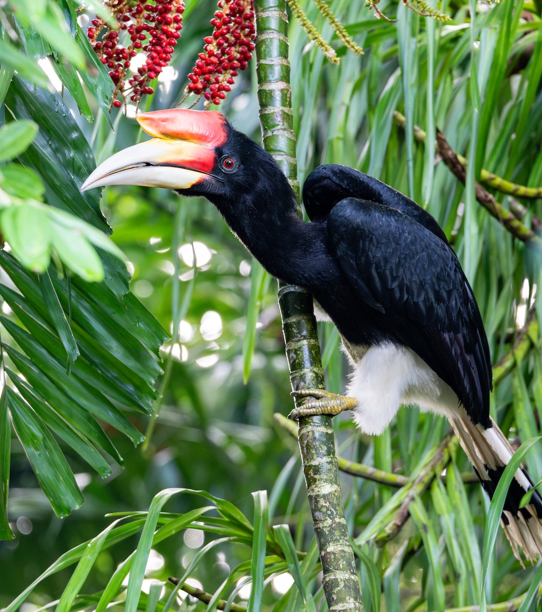 neshornfugl - ML646619811