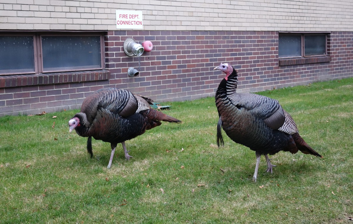 Wild Turkey - ML646619813