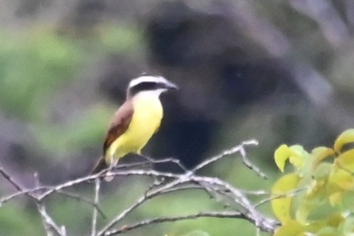 Lesser Kiskadee - ML646619818