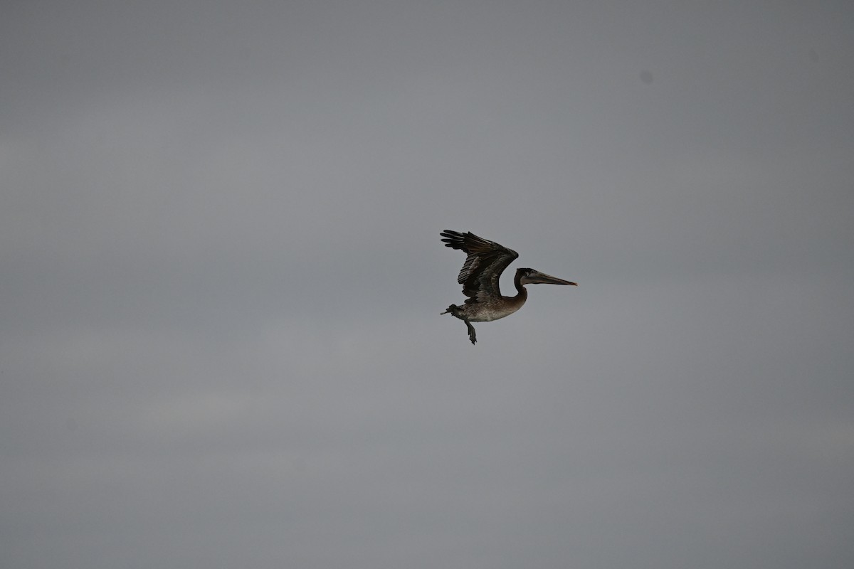 Brown Pelican - ML646619819
