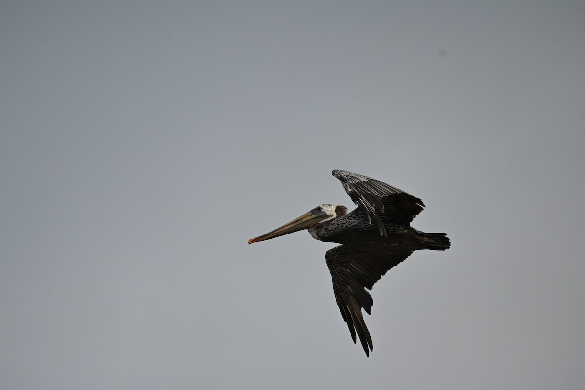 Brown Pelican - ML646619820