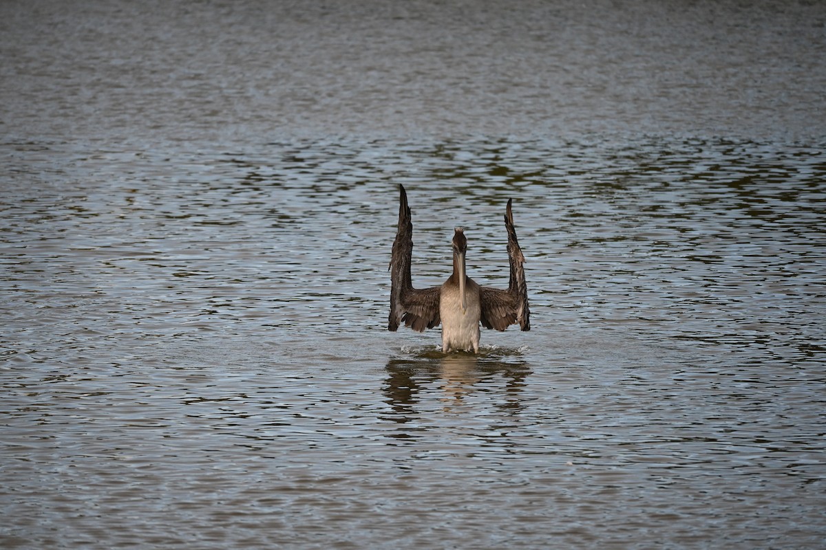 Brown Pelican - ML646619821
