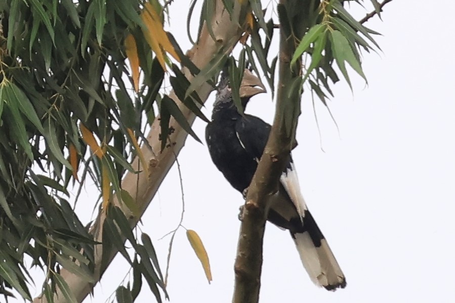 ハシダカサイチョウ - ML646619823