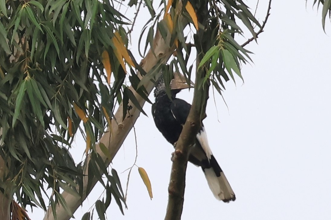 ハシダカサイチョウ - ML646619824