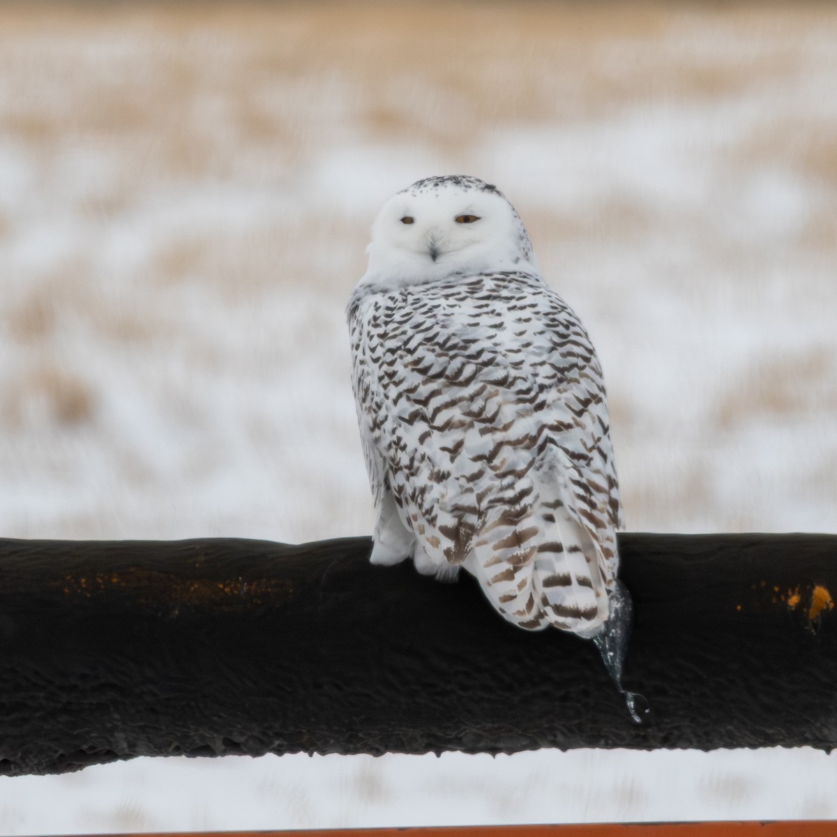 Snowy Owl - ML646619825