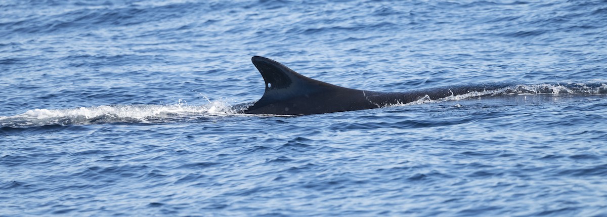 Fin Whale - ML646619826