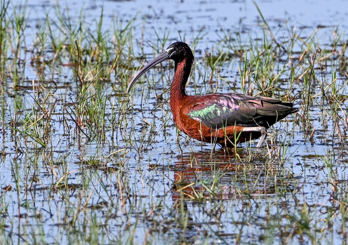 Glossy Ibis - ML646619827