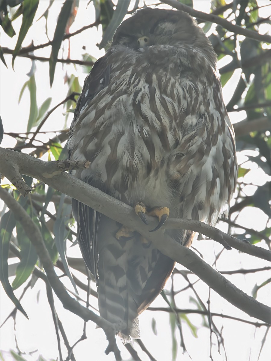 Barking Owl - ML646619829