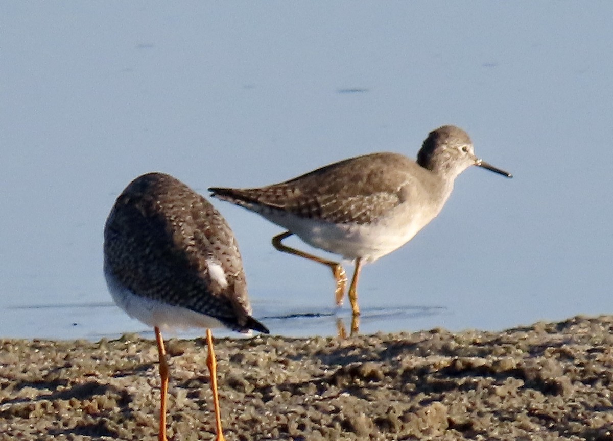 Lesser Yellowlegs - ML646619833