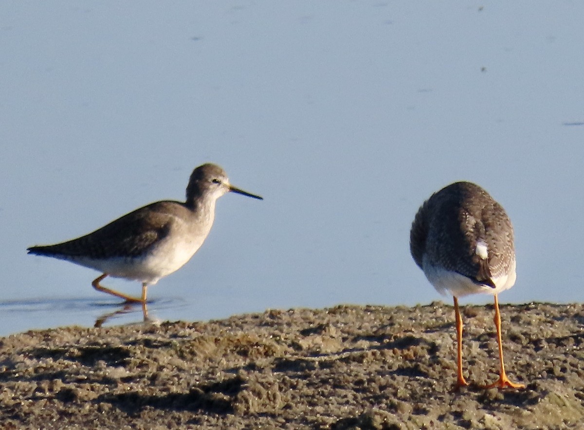 Lesser Yellowlegs - ML646619834