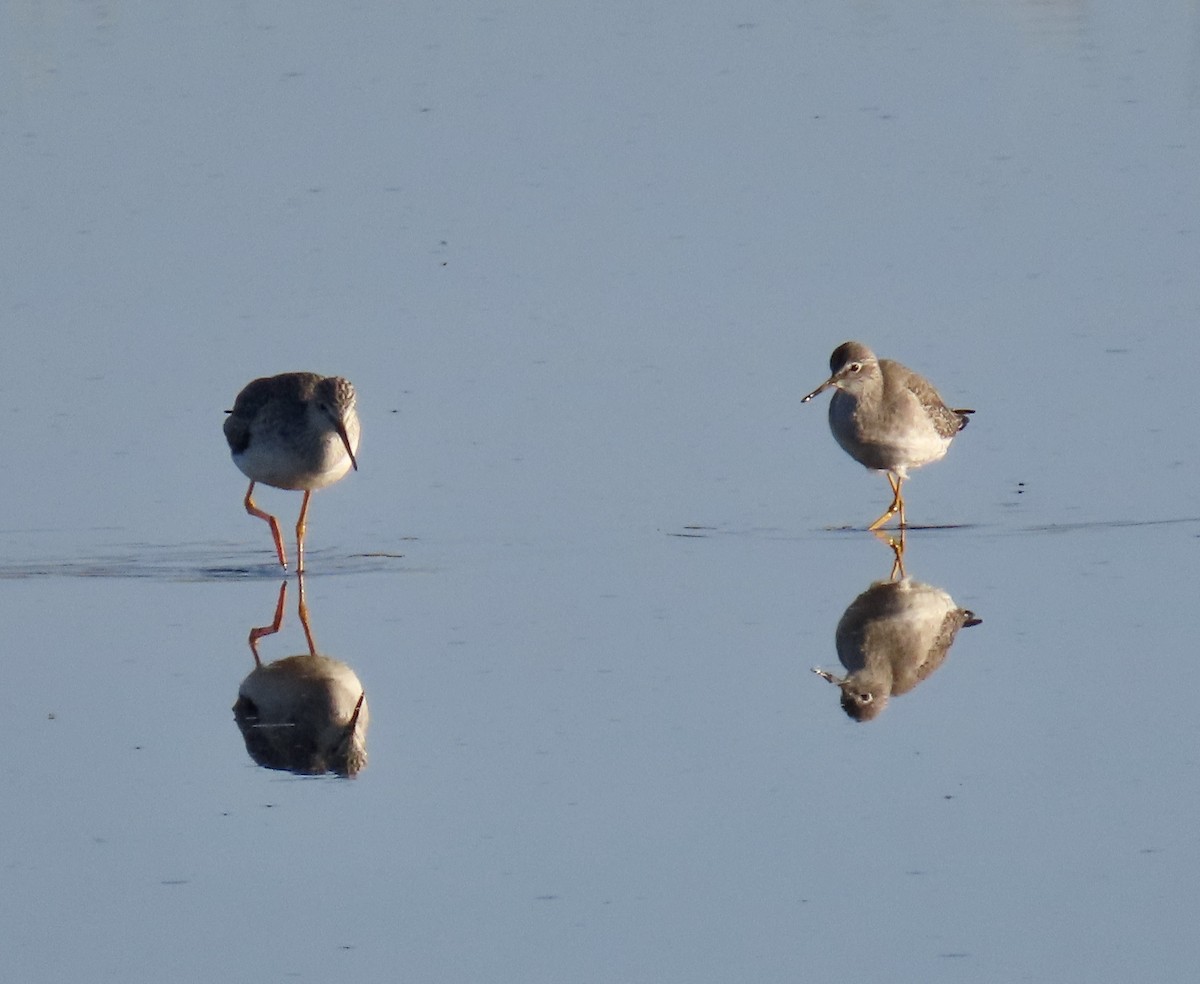Lesser Yellowlegs - ML646619835