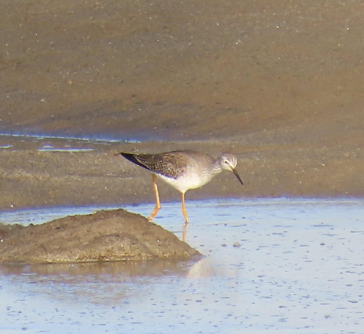Lesser Yellowlegs - ML646619836