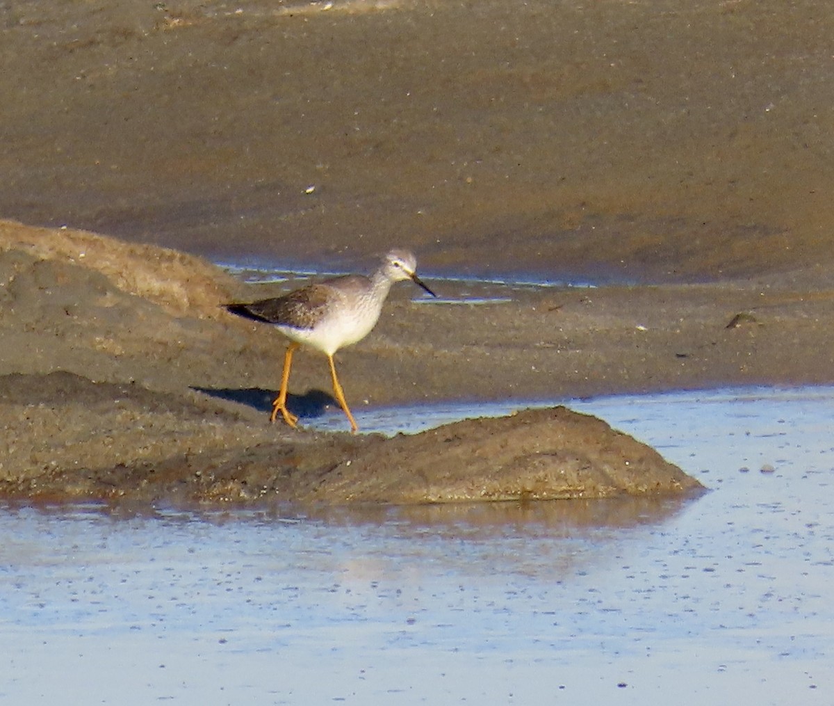 Lesser Yellowlegs - ML646619837