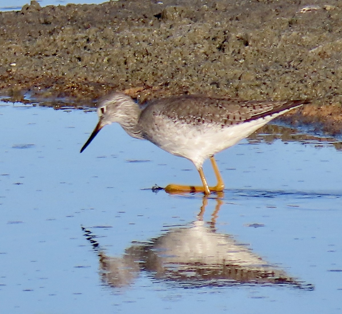 Lesser Yellowlegs - ML646619838