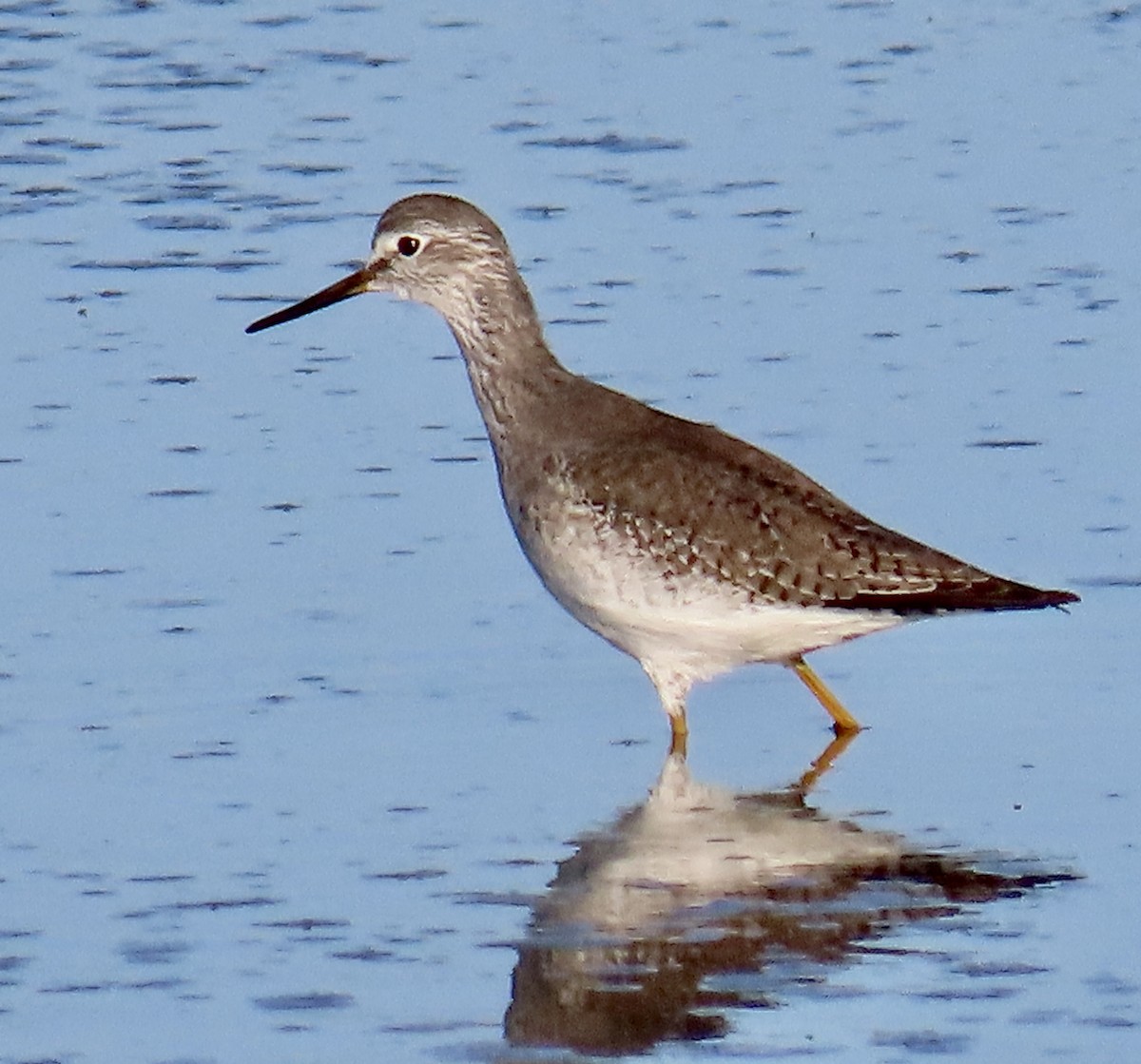 Lesser Yellowlegs - ML646619839