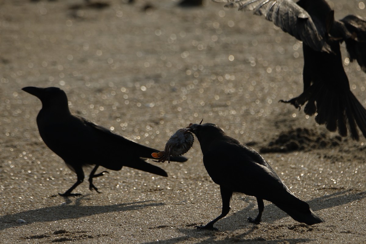 Large-billed Crow - ML646619840
