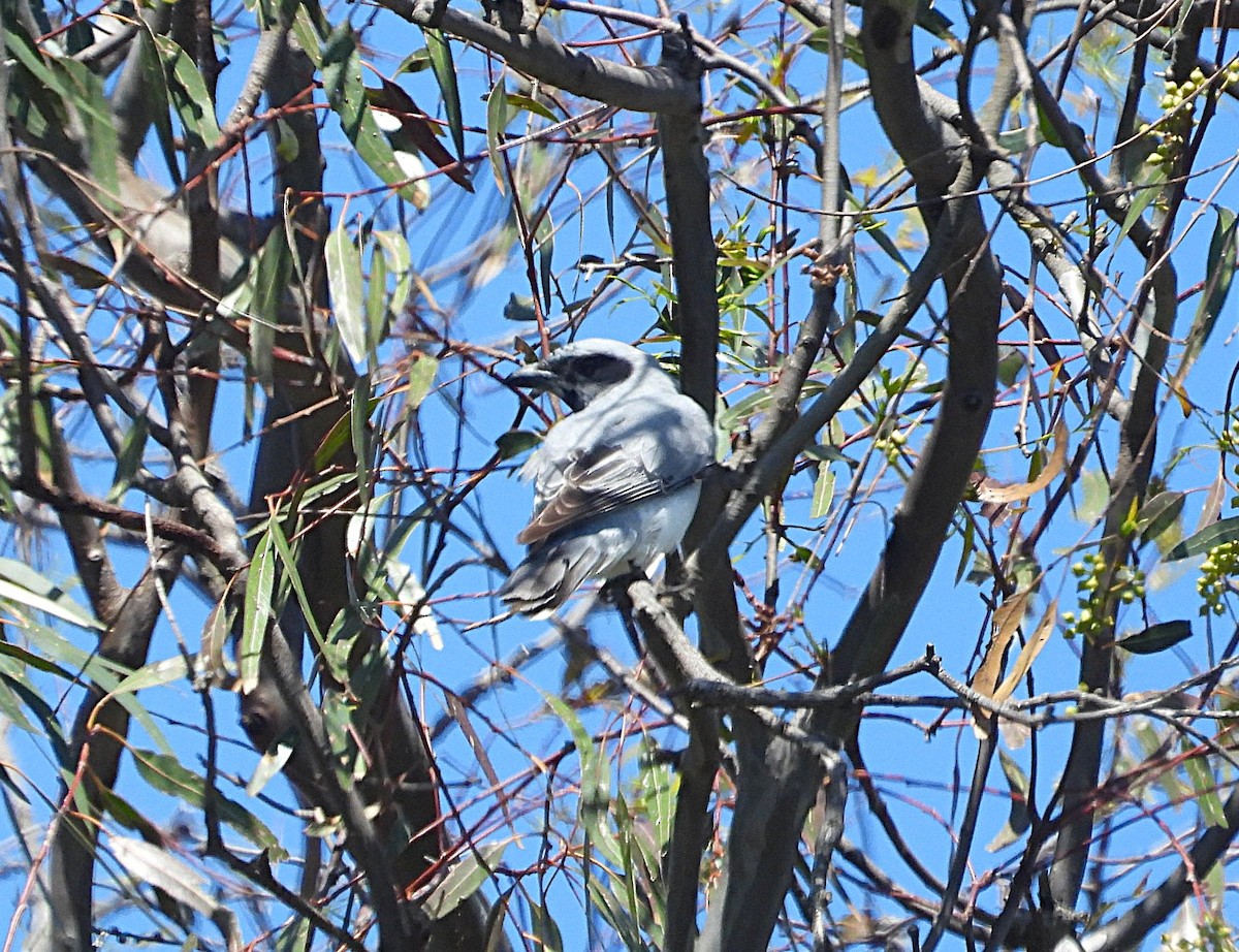 Black-faced Cuckooshrike - ML646619841