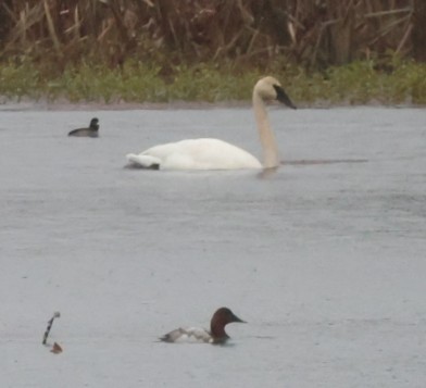 Redhead - ML646619857