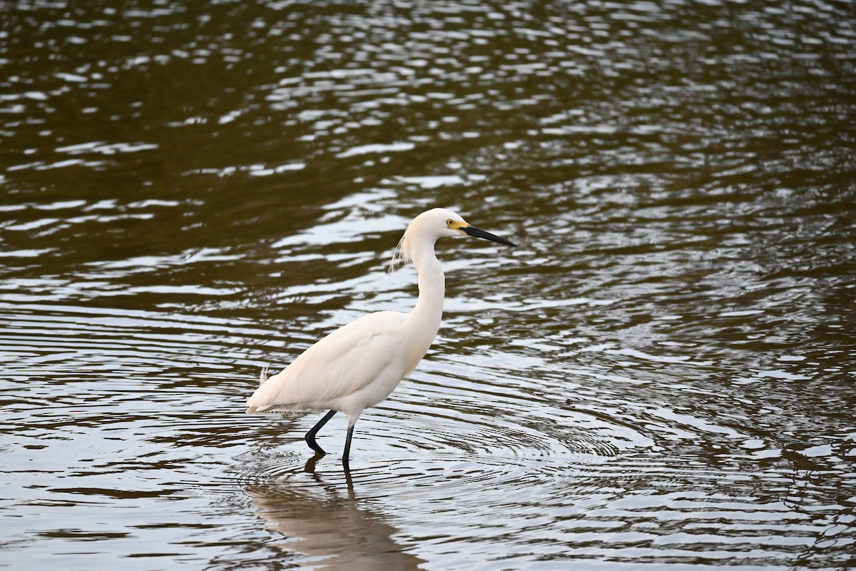 Snowy Egret - ML646619858