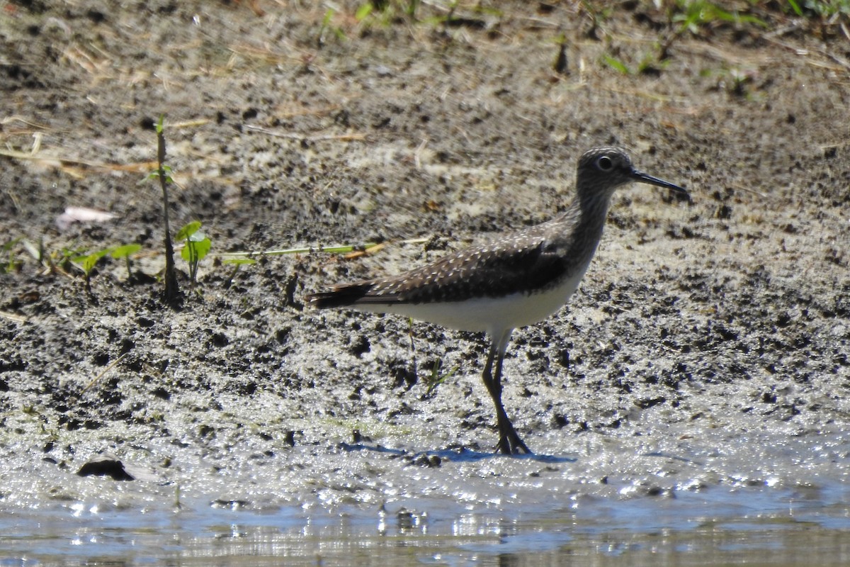 Solitary Sandpiper - ML646619859