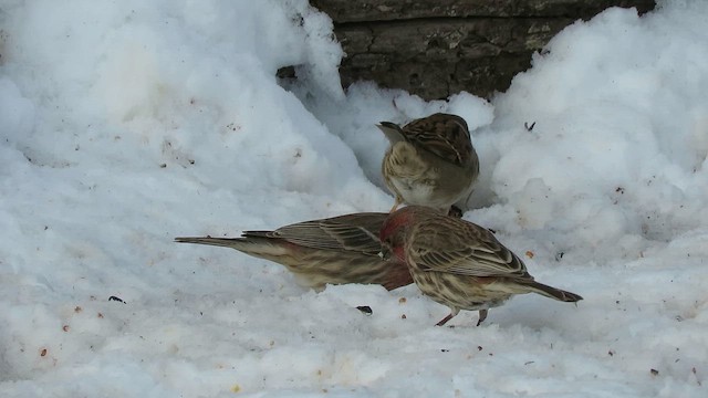 Горобець польовий - ML646619860