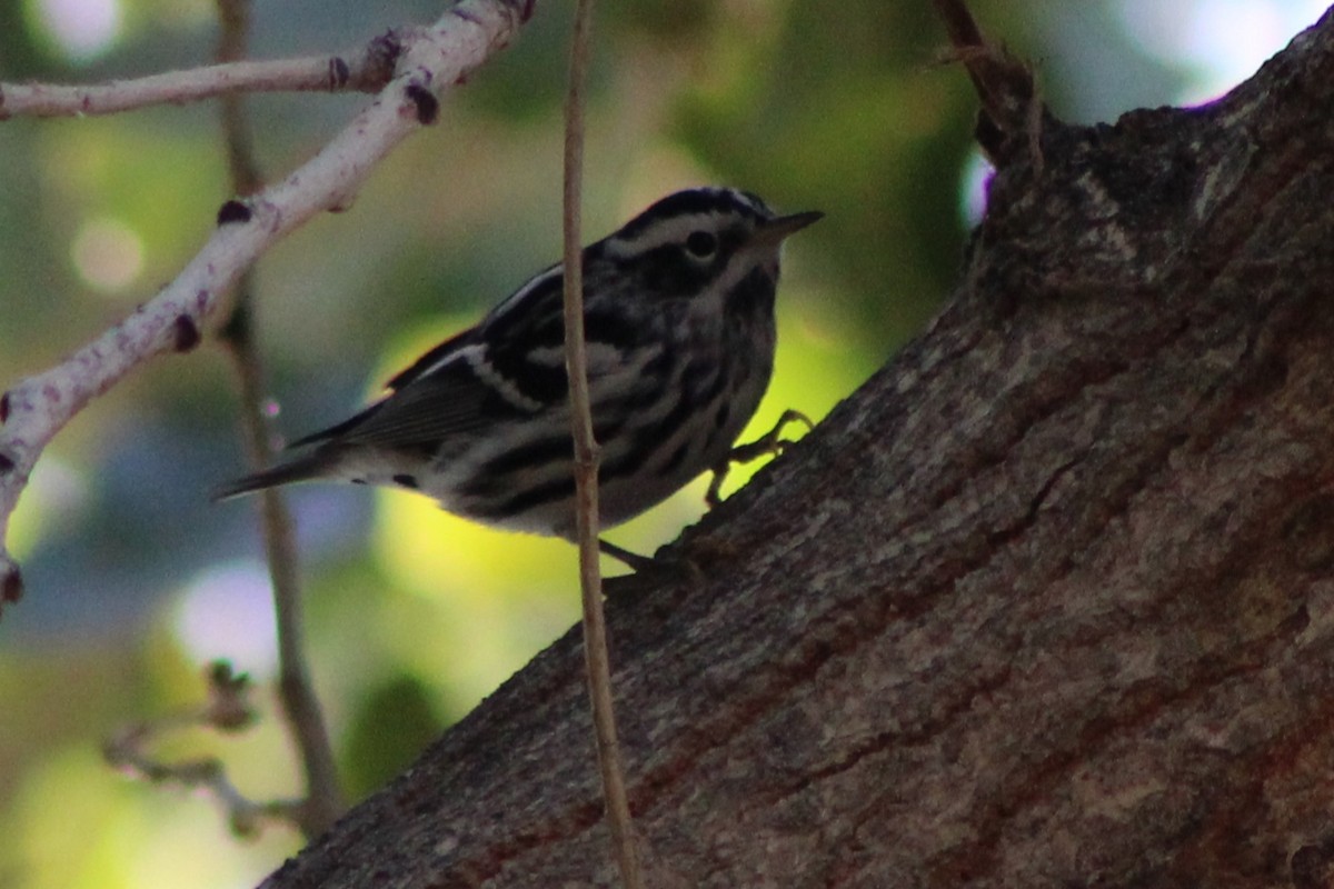 Black-and-white Warbler - ML646619861