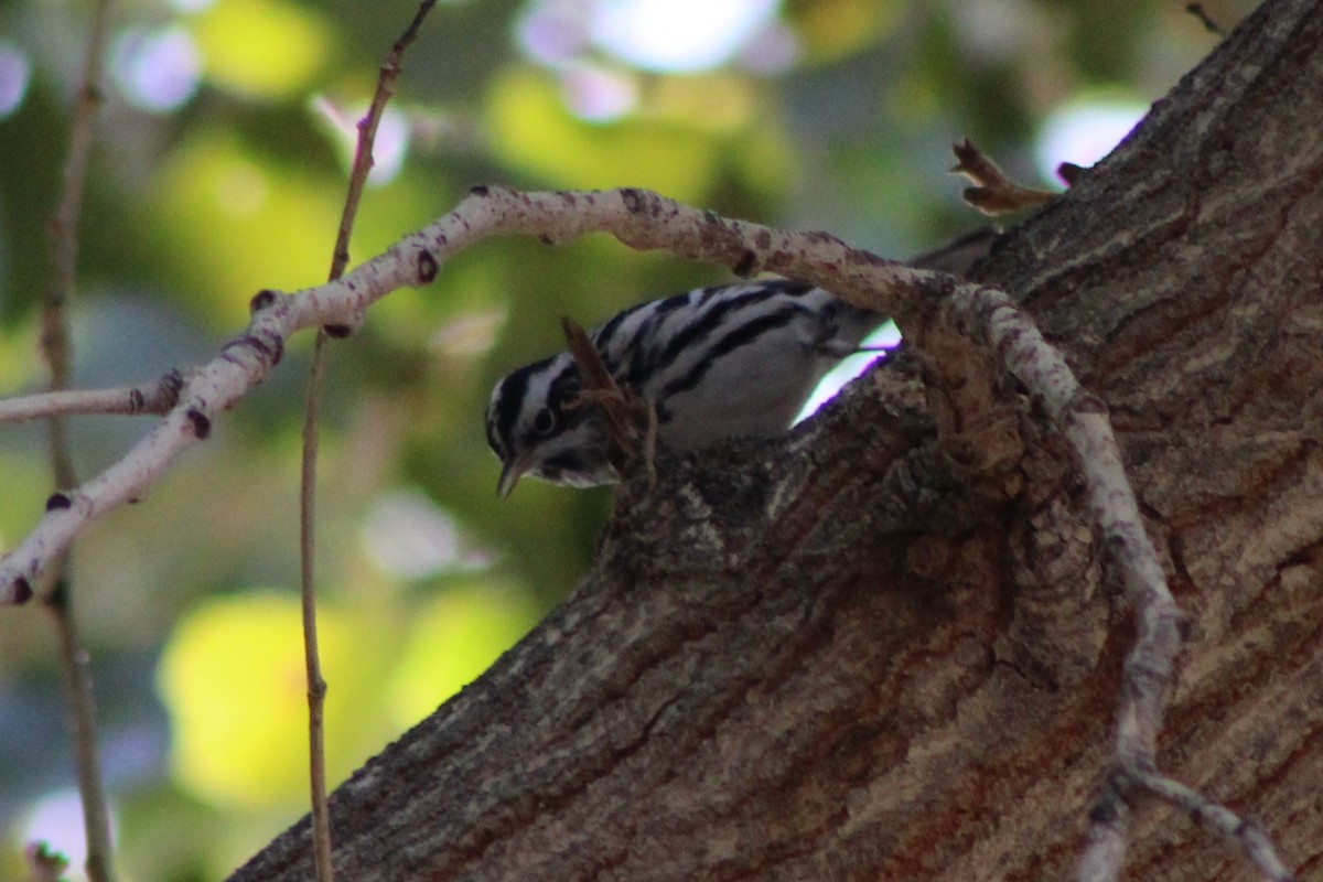Black-and-white Warbler - ML646619862