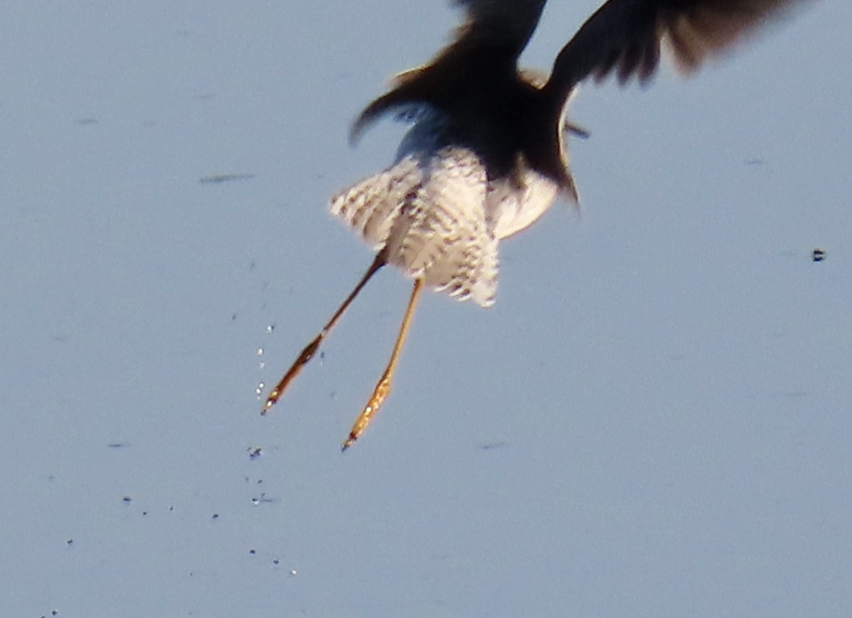 Lesser Yellowlegs - ML646619864