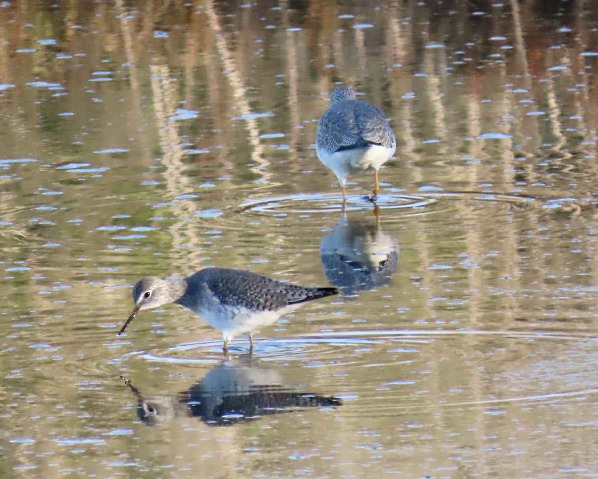 Lesser Yellowlegs - ML646619865